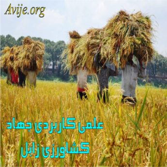 علمی کاربردی جهاد کشاورزی سیستان و بلوچستان (زابل)